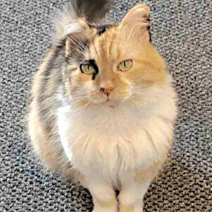 Tiki<br /><small>Our Comfort Kitty</small> Tiki Our Comfort Kitty